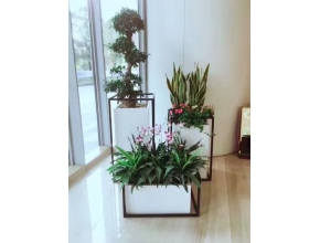 植物造景