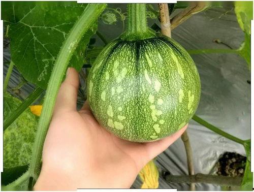 小育娱乐吃瓜,揭秘娱乐圈吃瓜背后的真相